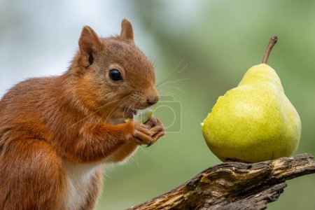 Niedliches schottisches rotes Eichhörnchen genießt eine frische grüne Birne, die es von einem Zweig im Wald zu essen gibt 