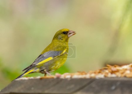 Beautiful greenfinch bird with glorious colourful plumage in the woodland