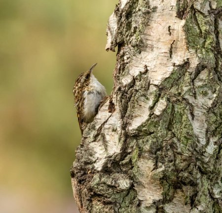 Photo for Tree creeper making its way up a tree trunk in search of bugs in the wood bark - Royalty Free Image