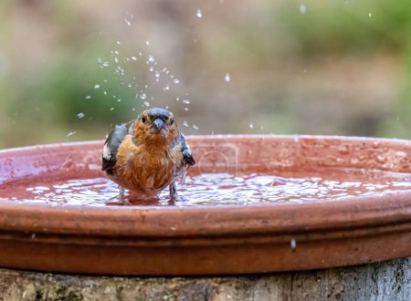 Male chaffinch having a bath in a dish of water 