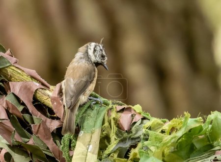 Photo for Close up portrait of a very rare Scottish Highlands bird, crested tit perched on a branch - Royalty Free Image