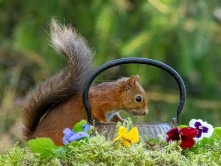 Niedliche und neugierige kleine schottische rote Eichhörnchen sehr neugierig suchen in einer antiken Messing Teekanne umgeben von bunten Stiefmütterchen Blumen im Wald mit natürlichen grünen Waldhintergrund 