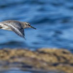 Knot shore bird in flight over the rocks and the sea with wings spread