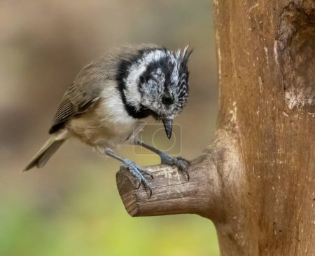 Photo for Very rare little scottish woodland bird.  Crested tit, only found in certain areas of the Scottish Highlands - Royalty Free Image