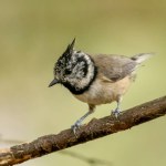 Very rare little scottish woodland bird.  Crested tit, only found in certain areas of the Scottish Highlands