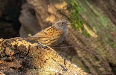 Photo for Small brown bird, dunnock or hedge sparrow, perched on an old wooden tree trunk in the woodland - Royalty Free Image