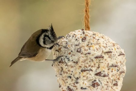 Photo for Rare scottish highlands bird, crested tit, on a suet cone feeder - Royalty Free Image