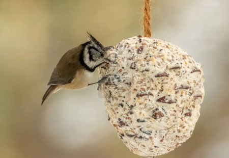 Photo for Rare scottish highlands bird, crested tit, on a suet cone feeder - Royalty Free Image