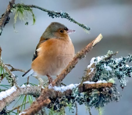 Beautiful male chaffinch perched on a snow covered branch in the winter