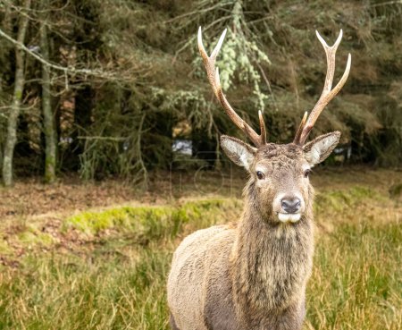 Photo for Close up of red deer stag with antlers in Glencoe, Scotland - Royalty Free Image