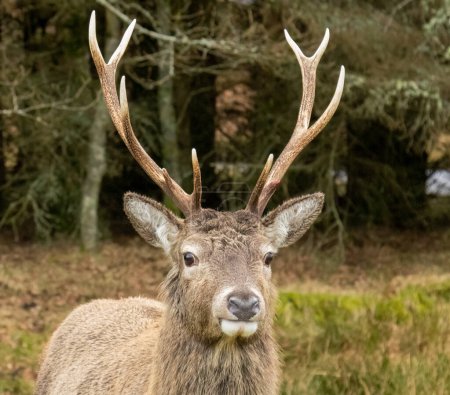 Photo for Close up of red deer stag with antlers in Glencoe, Scotland - Royalty Free Image