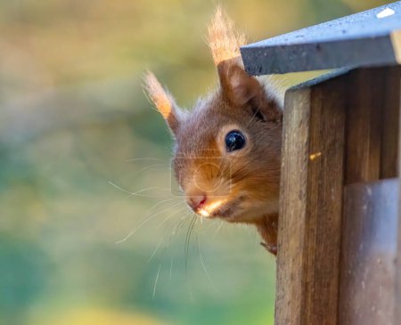 Curious little scottish red squirrel in the woodland
