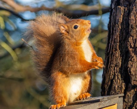 Curious little scottish red squirrel in the woodland