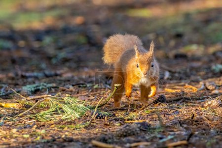 Curieux petit écureuil roux écossais dans les bois