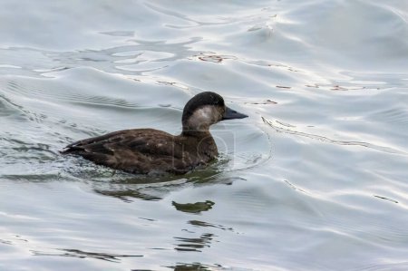 Schottischer Vogel schwimmt in stürmischer See