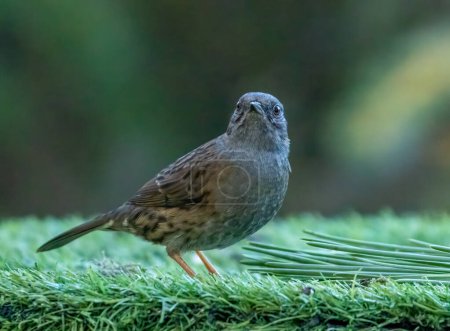Close up of a small brown bird, the Dunnock, also known as a hedge sparrow