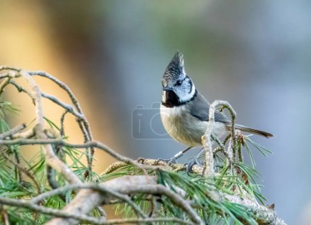 Photo for Rare scottish highlands woodland bird, the crested tit perched on a branch in the forest - Royalty Free Image