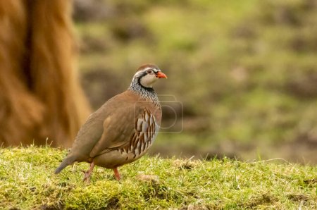 Red legged partridge in a green field