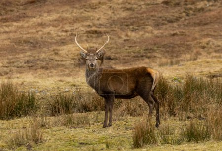 Red deer stag with big antlers in the scottish hills
