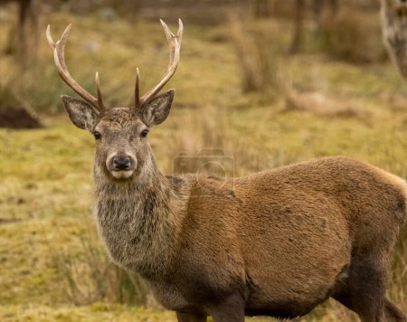 Red deer stag with big antlers in the scottish hills