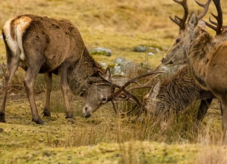 Close up of red deer stags during the rut with antlers colliding 