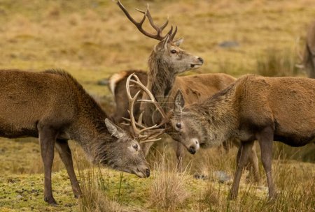 Close up of red deer stags during the rut with antlers colliding 