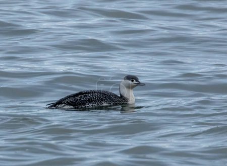 Red throated diver in the water