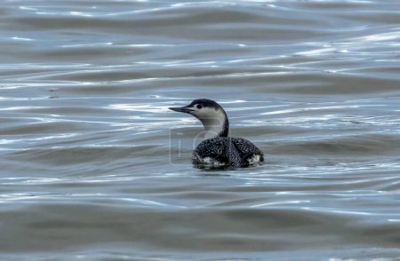 Red throated diver in the water