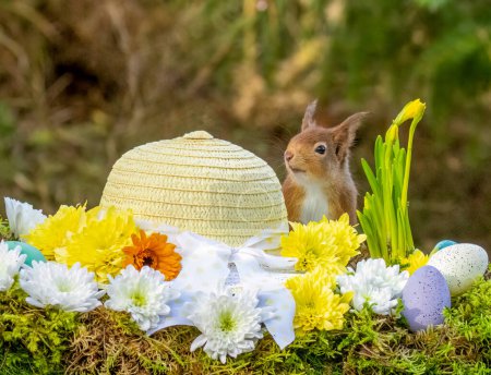 Photo for Easter spring scene with a scottish red squirrel, Easter eggs and an easter bonnet - Royalty Free Image