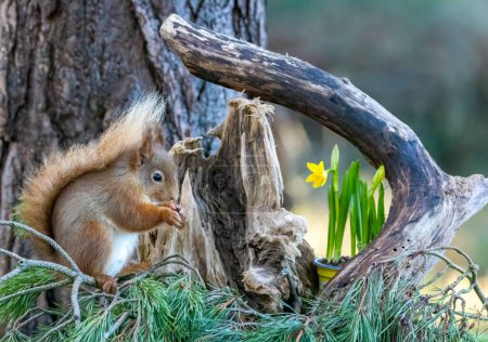 Photo for Little scottish red squirrel in spring amongst the yellow daffodils - Royalty Free Image