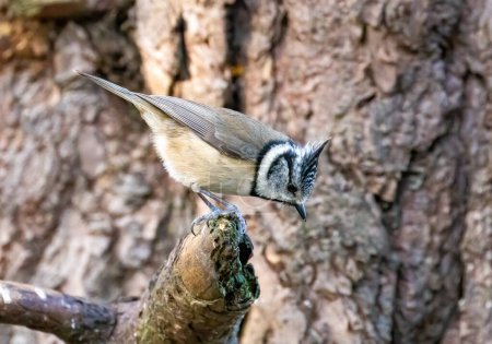 Photo for Rare scottish highlands bird, the crested tit, in the forest - Royalty Free Image