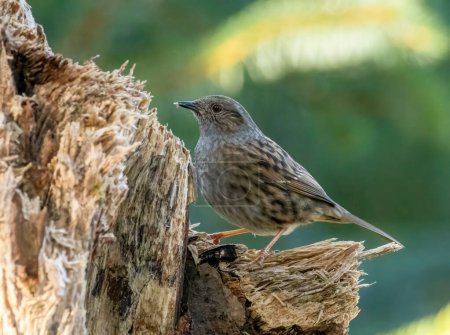 Dunnock or hedge sparrow with brown plumage in the woodland