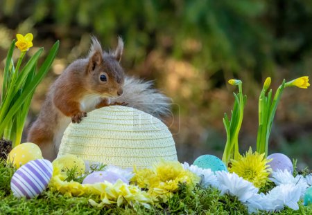 Photo for Easter spring scene with a scottish red squirrel, Easter eggs and an easter bonnet - Royalty Free Image