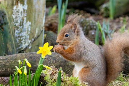 Photo for Little scottish red squirrel in spring amongst the yellow daffodils - Royalty Free Image