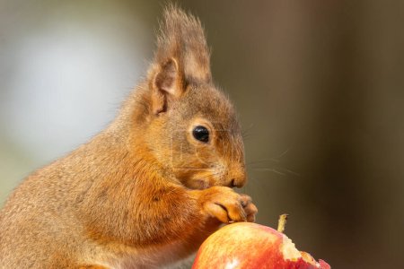 Nahaufnahme eines hungrigen roten Eichhörnchens, das einen Apfel isst