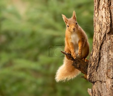 Close up of a cute little scottish red squirrel in the forest