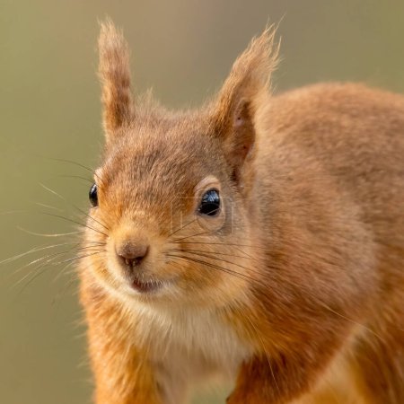Close up of the beautiful face of a red squirrel