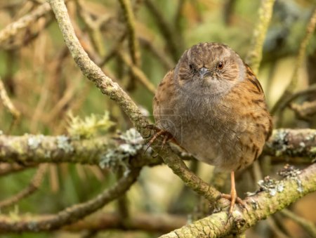 Dunnock, a little brown bird also called a hedge sparrow, with beautiful markings on feathers perched on a branch