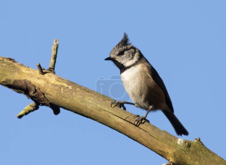 rare Scottish Highlands bird, the crested tit, perched on a branch with bright blue sky background 