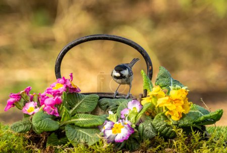 Photo for Coal tit perched on the edge of an antique teapot surrounded by colourful primroses - Royalty Free Image