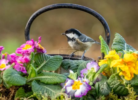Photo for Coal tit perched on the edge of an antique teapot surrounded by colourful primroses - Royalty Free Image