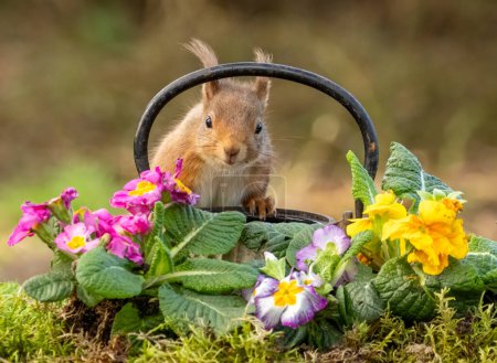 Photo for Curious scottish red squirrel on the edge of an antique teapot surrounded by colourful primroses - Royalty Free Image