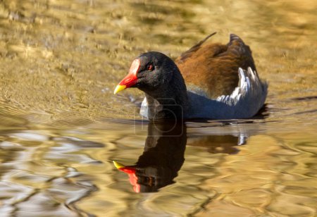 Moorhuhn-Wasservögel im Teich