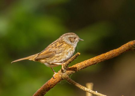Close up of a Dunnock, hedge sparrow, perched on a branch 