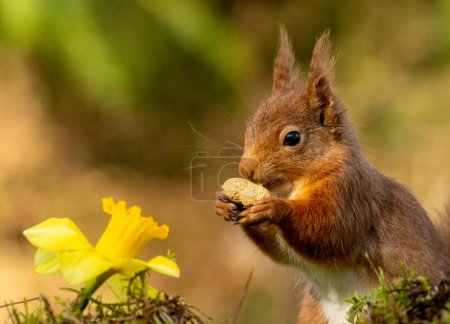 Photo for Curious little scottish red squirrel with daffodil flowers in the woodland in spring - Royalty Free Image