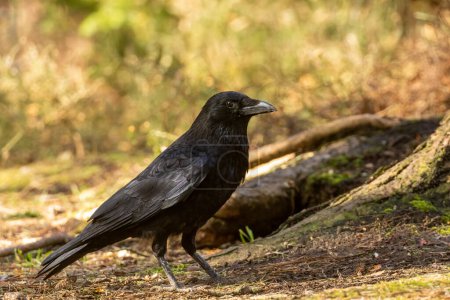 Large black carrion crow on the forest floor