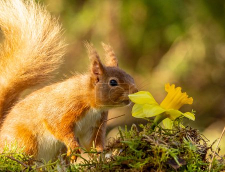 Photo for Curious little scottish red squirrel with daffodil flowers in the woodland in spring - Royalty Free Image