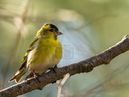 Close up of a male siskin bird perched on a branch 