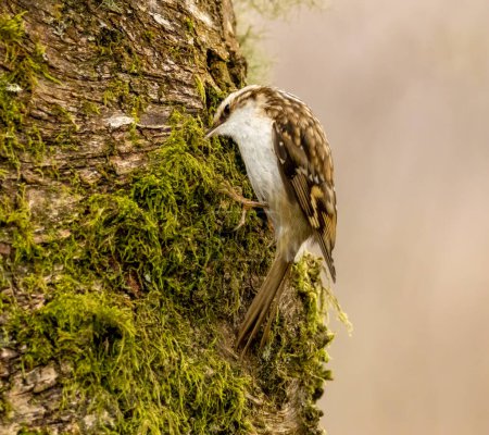 Baum-Schlingvogel auf Nahrungssuche in der Rinde eines Baumes
