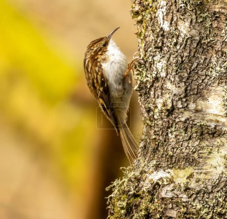 Tree creeper bird looking for food in the bark of a tree